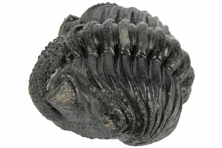 Enrolled Drotops Trilobite - About Around #190417